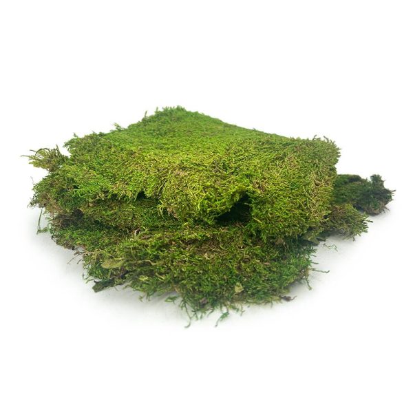 PRESERVED SHEET MOSS Online